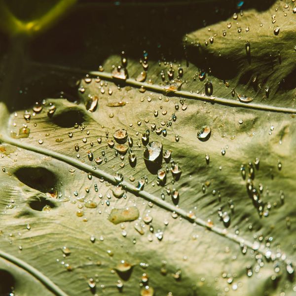 Close up of a green leaf with dew drops