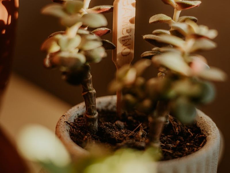 Minimalist wooden desk with a small plant and soft sunlight